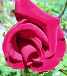 rose1